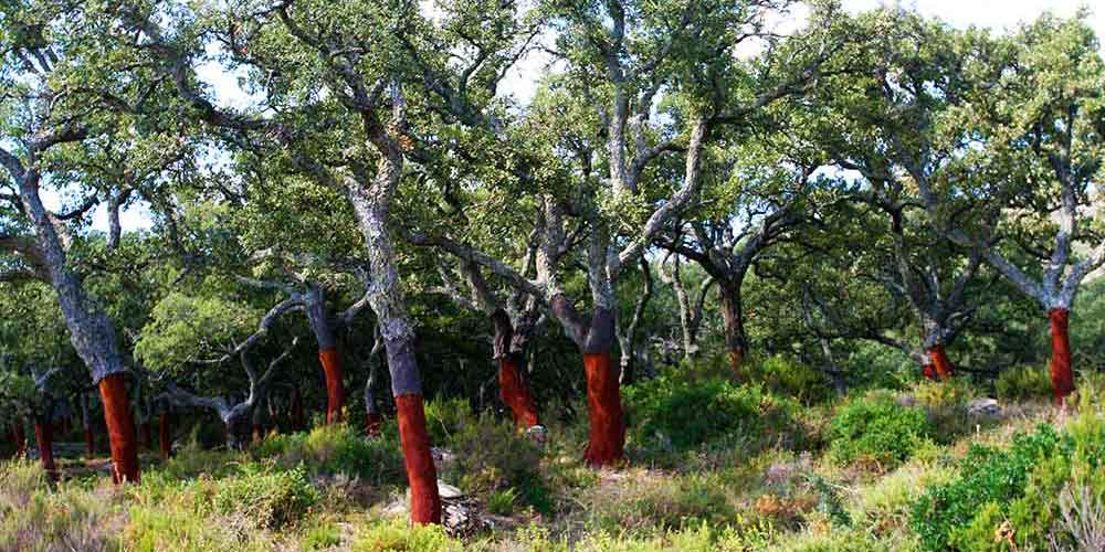 Iberico Ham - Surroundings