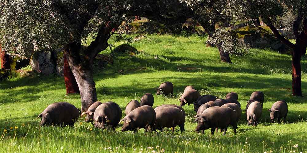 Iberico Ham - Surroundings